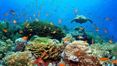Кораллы в Египте – где посмотреть Самые большие коралловые рифы