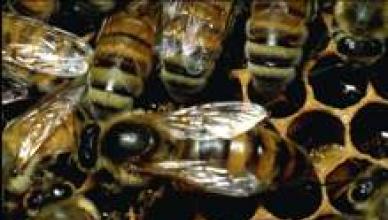 Годичный цикл развития пчелиной семьи